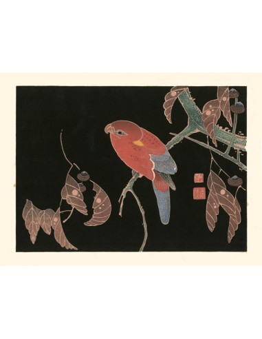 Perroquet rouge sur une branche de chêne de Jakuchu Ito | Reproduction Fine Art Comparez plus de prix