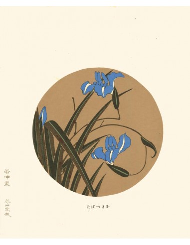 Iris bleu de Jakuchu Ito | Reproduction Fine Art Paris Déstockage Promo